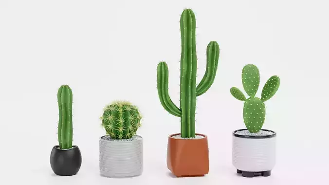 4 Realistic Cacti in Pots - Cactus Collection