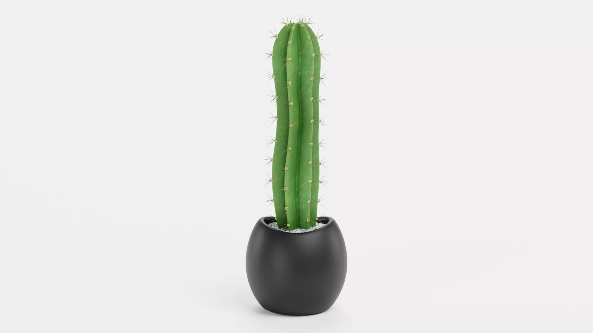 -Cactuses in Pots- Low-poly 3D model_8