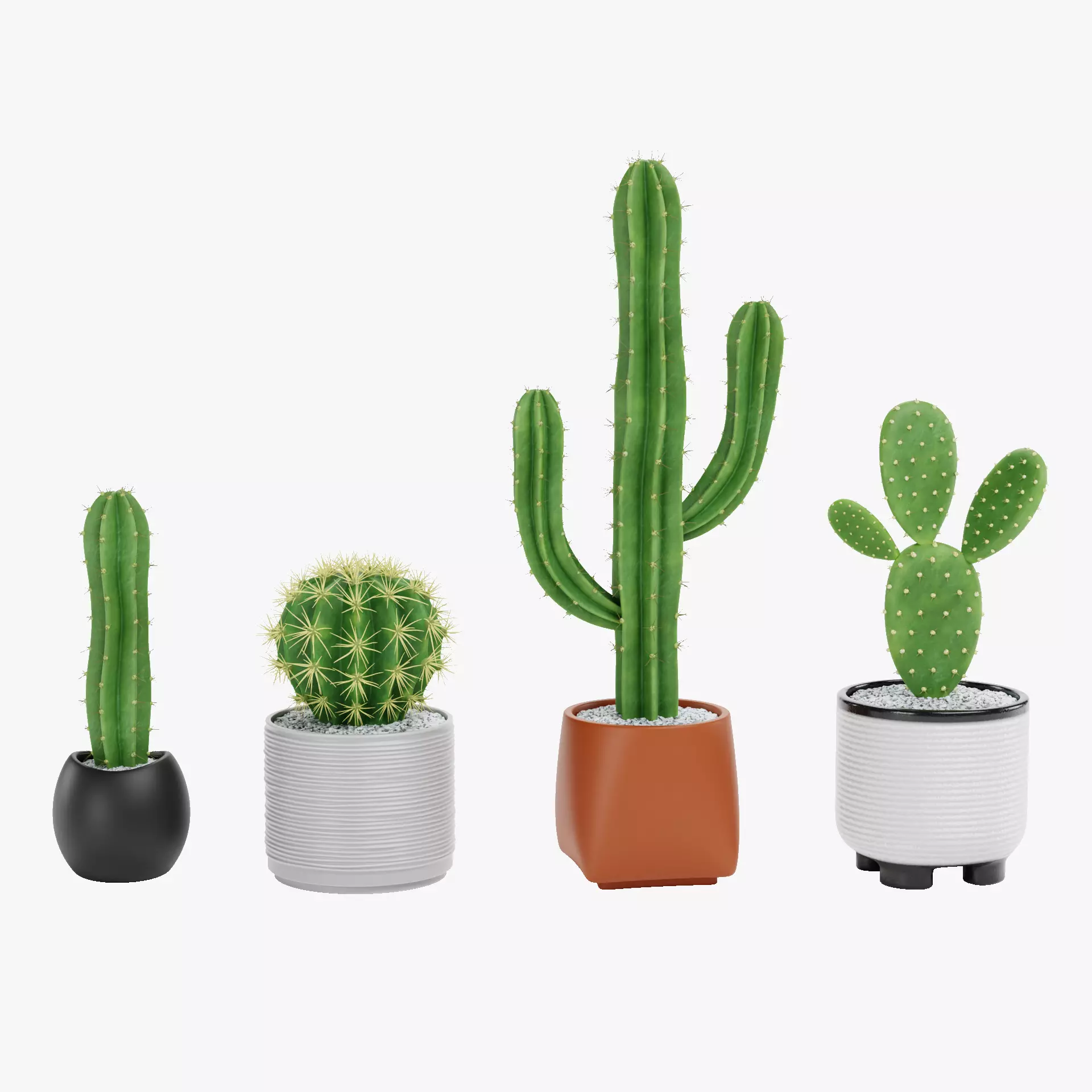 -Cactuses in Pots- Low-poly 3D model_30