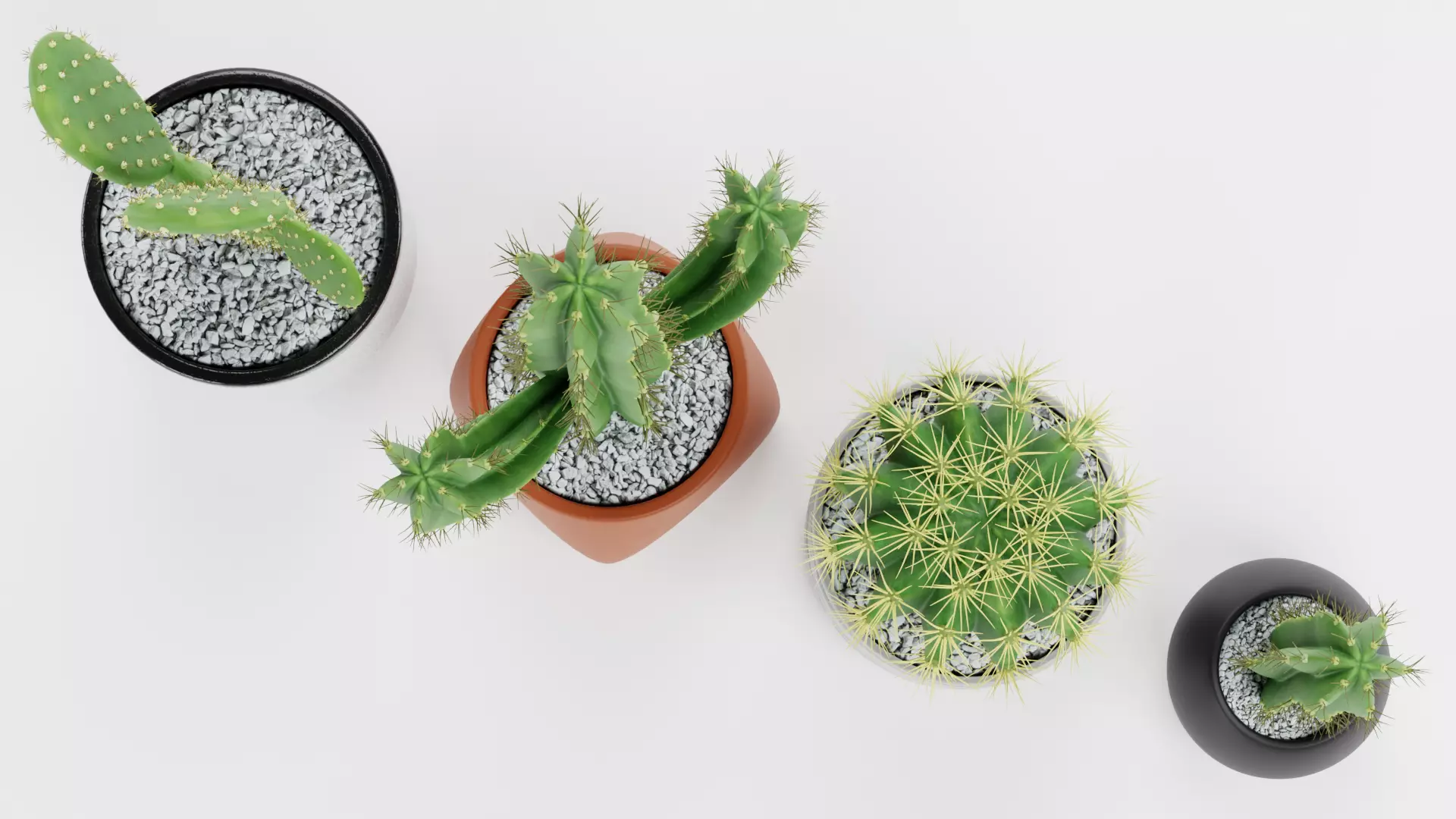 -Cactuses in Pots- Low-poly 3D model_5