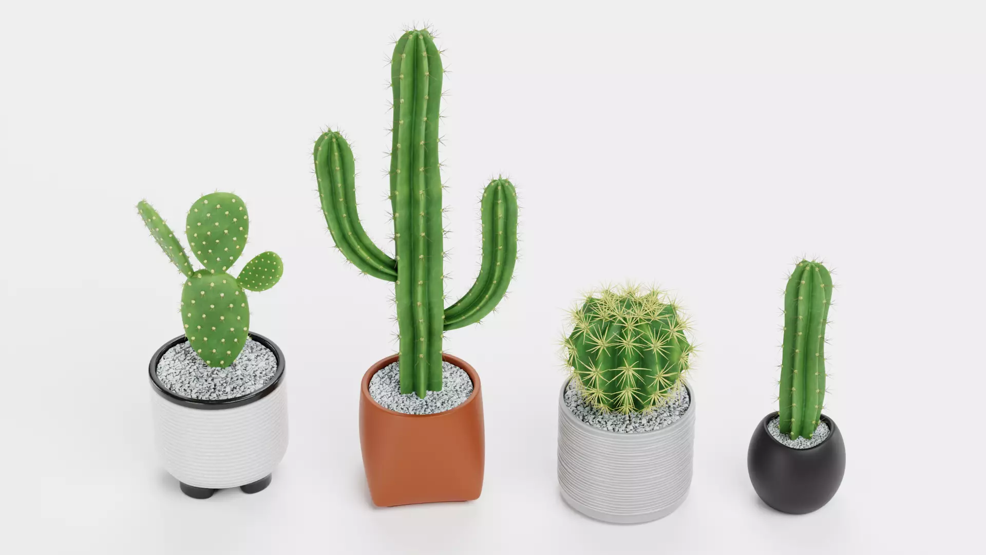 -Cactuses in Pots- Low-poly 3D model_3