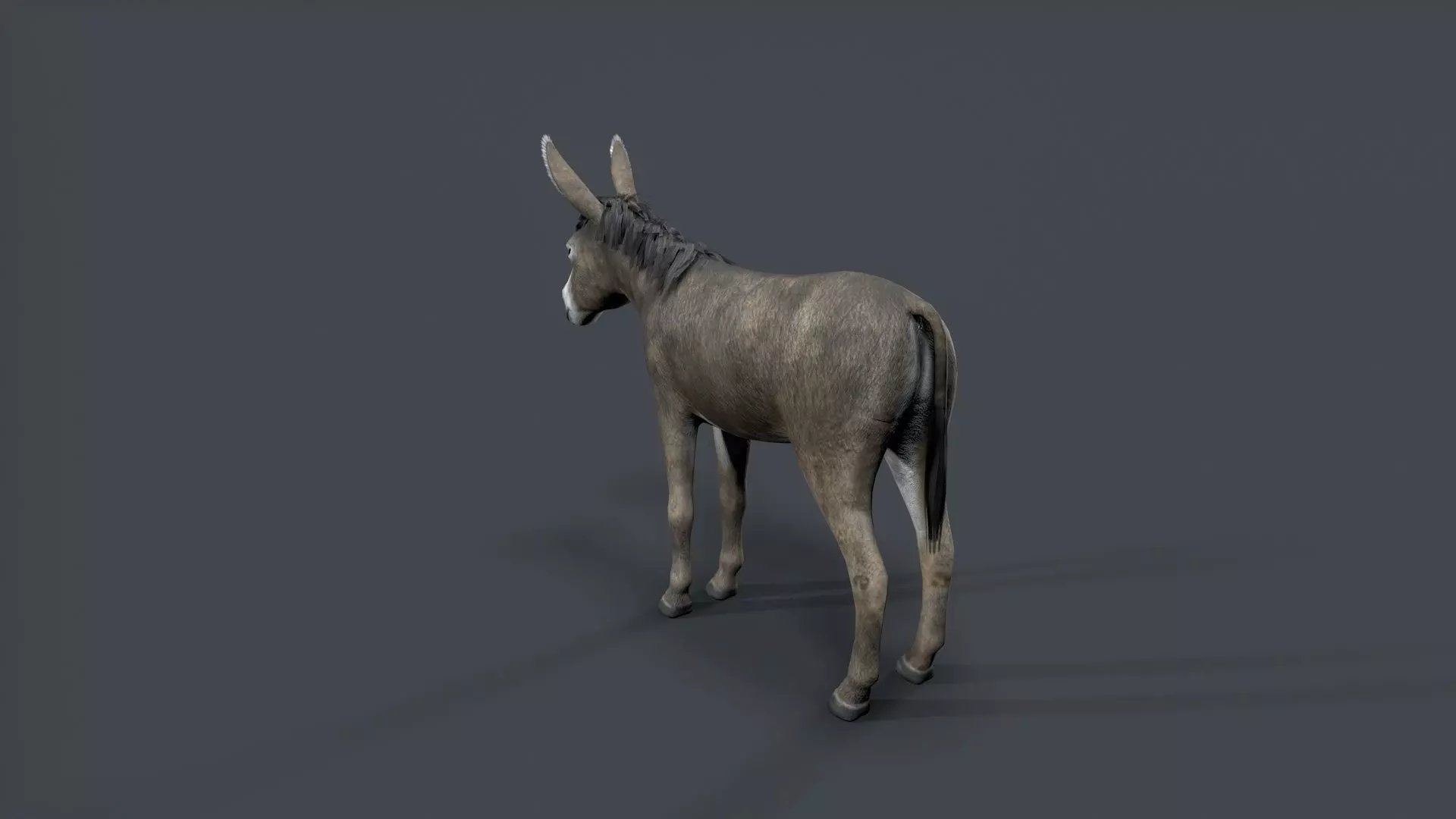 donkey Low-poly 3D model_3
