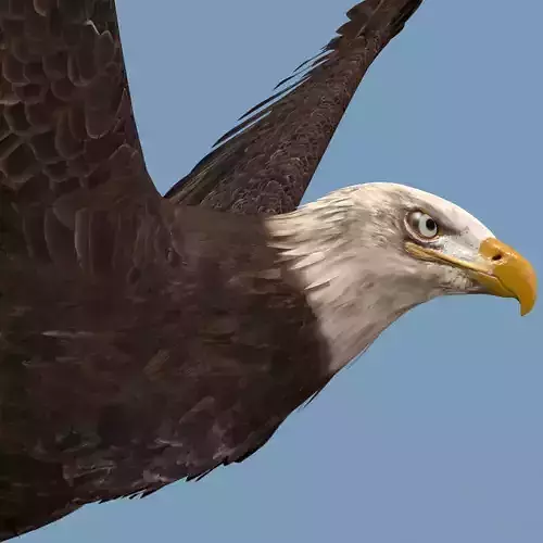 Pro Bald Eagle - 8k - 3d animated  3D model Pro Bald Eagle - 8k - 3d animated  3D model
