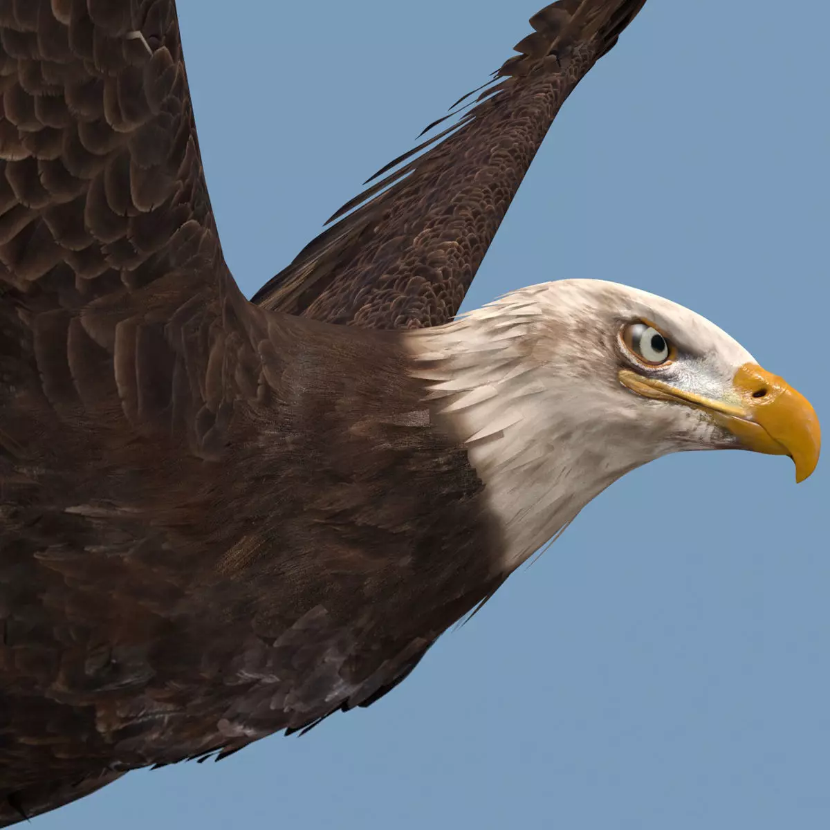 Pro Bald Eagle - 8k - 3d animated  3D model_0
