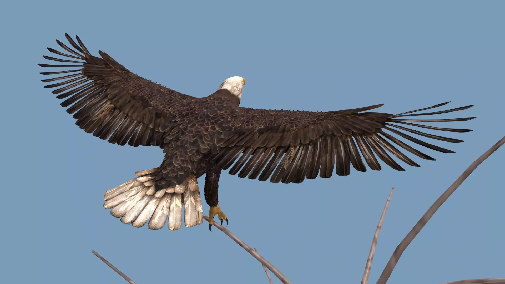 Pro Bald Eagle - 8k - 3d animated  3D model_10