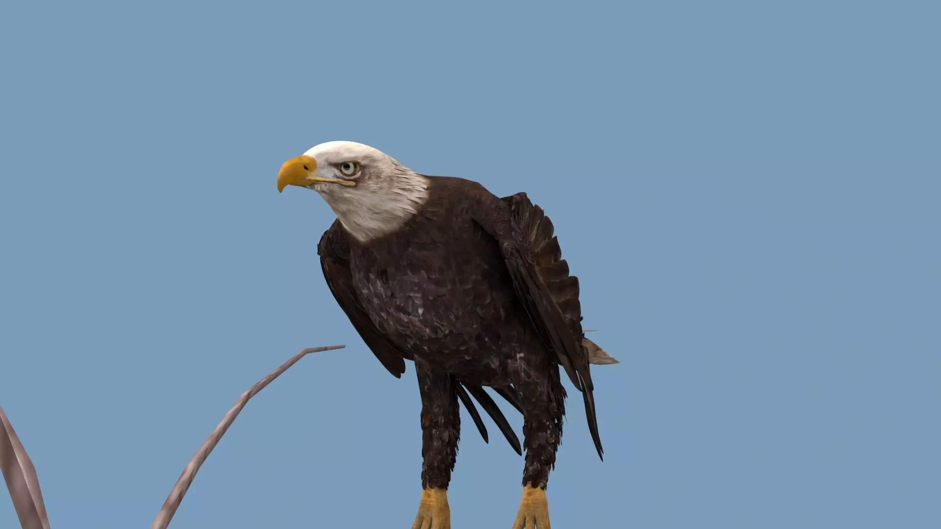 Pro Bald Eagle - 8k - 3d animated  3D model_13