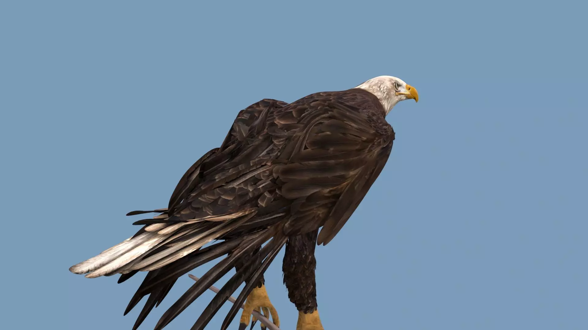 Pro Bald Eagle - 8k - 3d animated  3D model_14