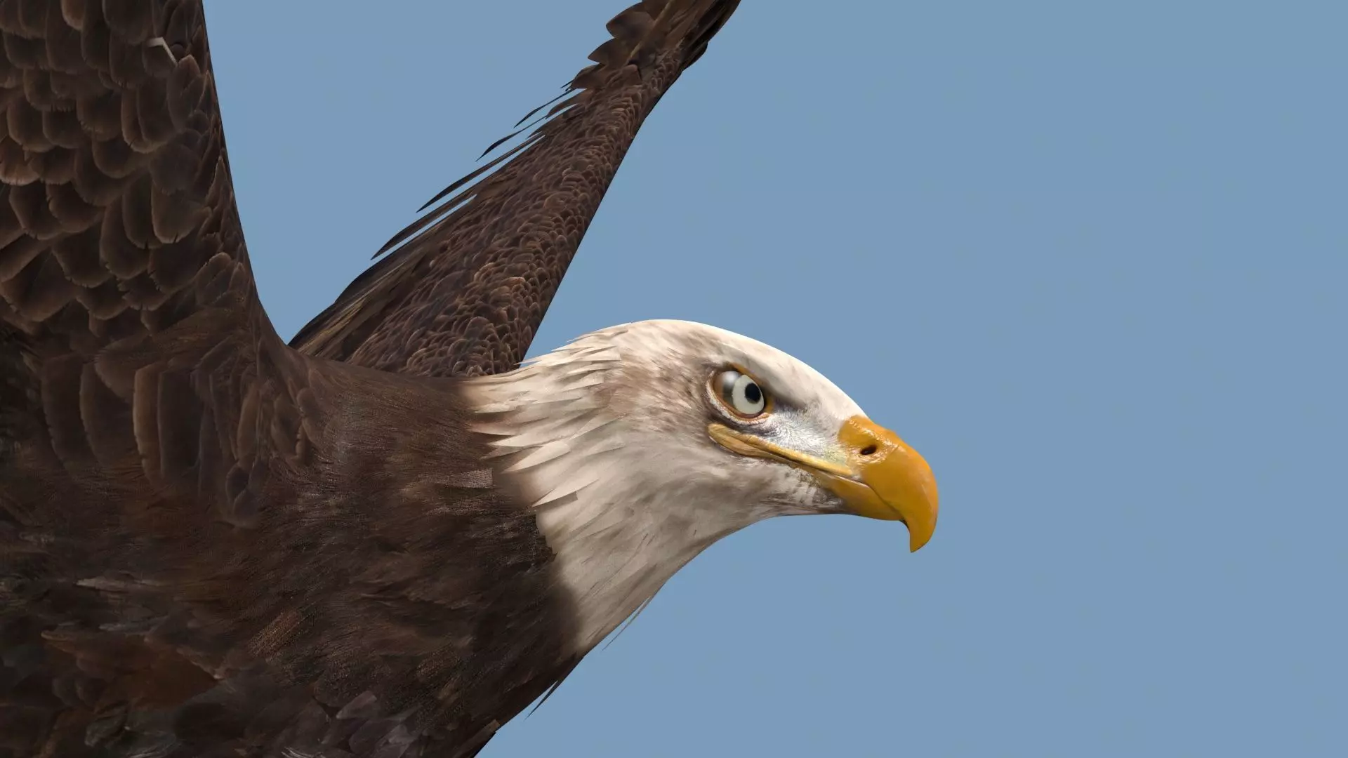 Pro Bald Eagle - 8k - 3d animated  3D model_26