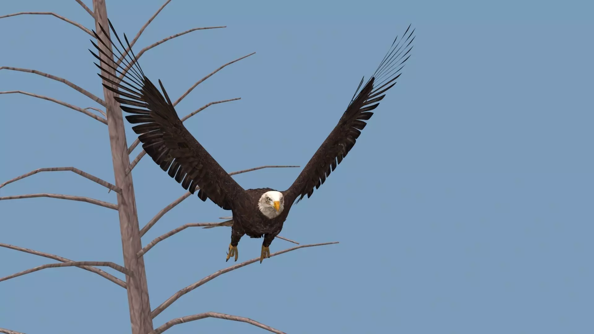 Pro Bald Eagle - 8k - 3d animated  3D model_16