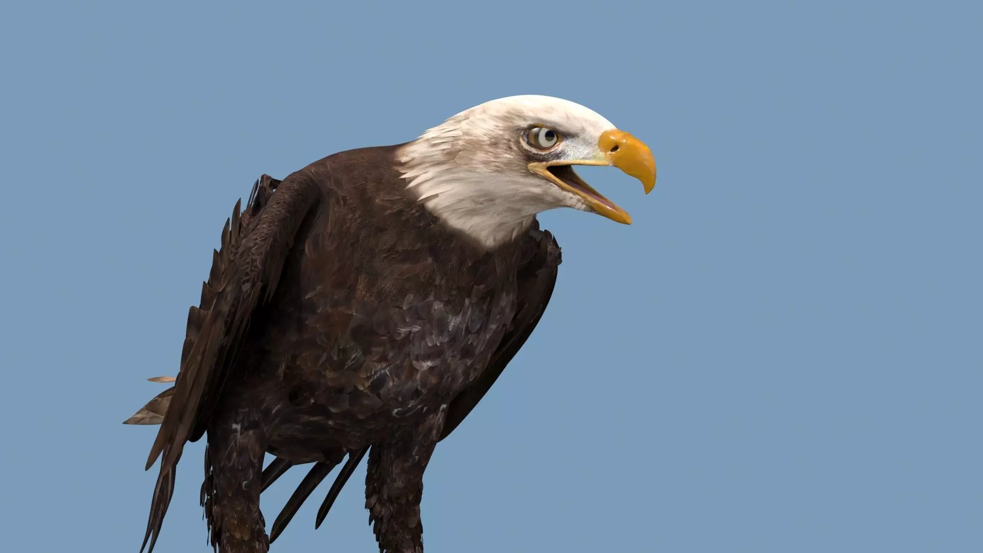 Pro Bald Eagle - 8k - 3d animated  3D model_15
