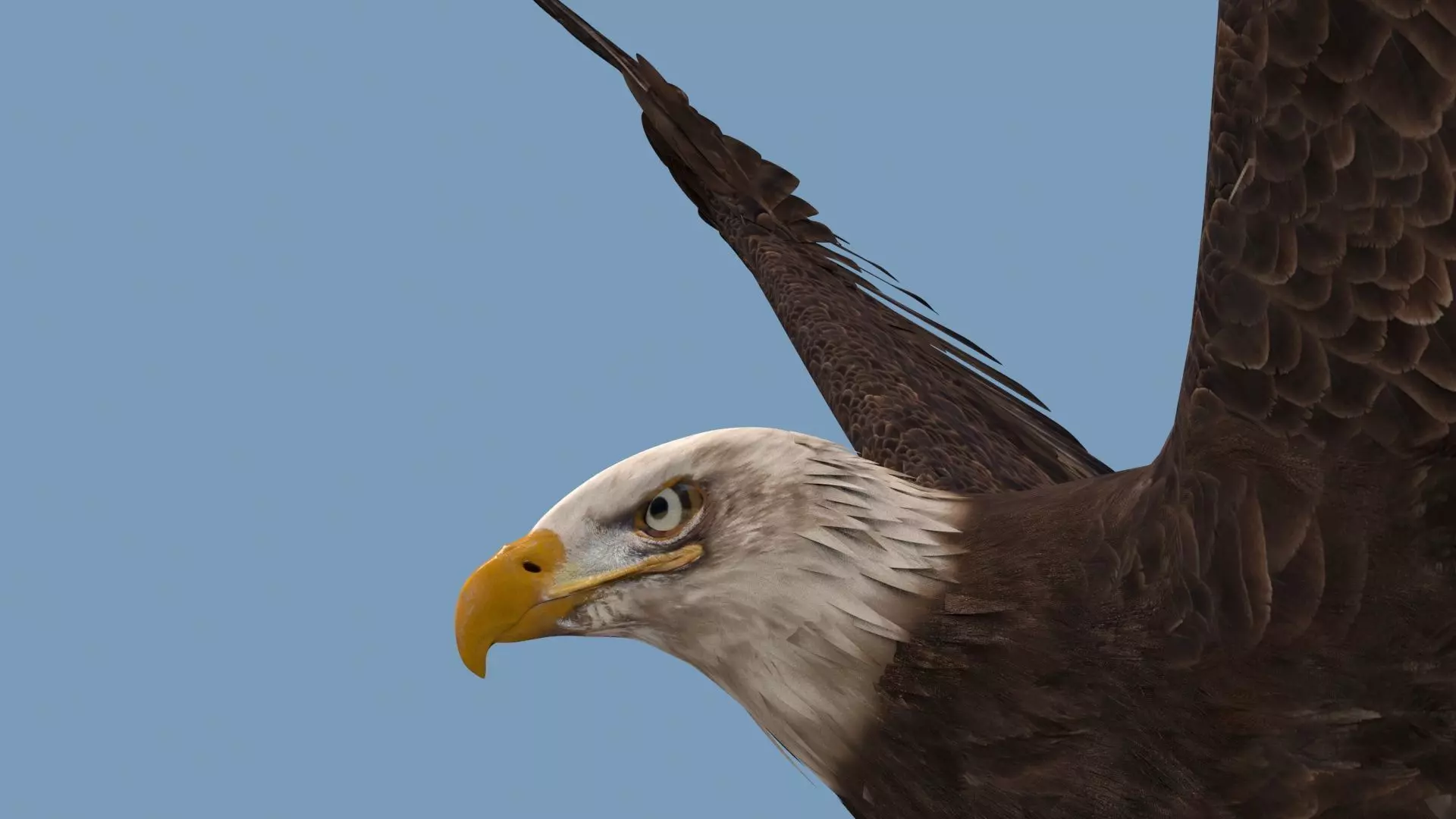Pro Bald Eagle - 8k - 3d animated  3D model_25