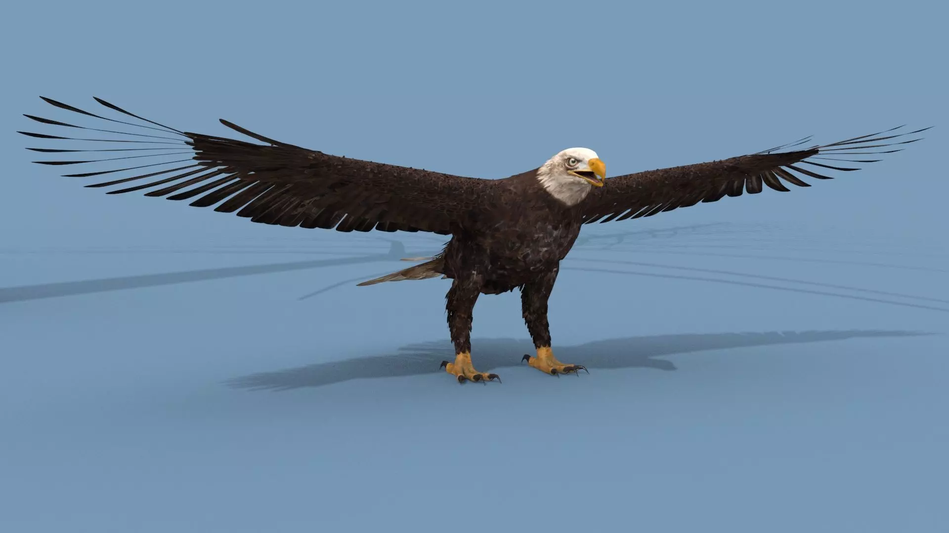 Pro Bald Eagle - 8k - 3d animated  3D model_8