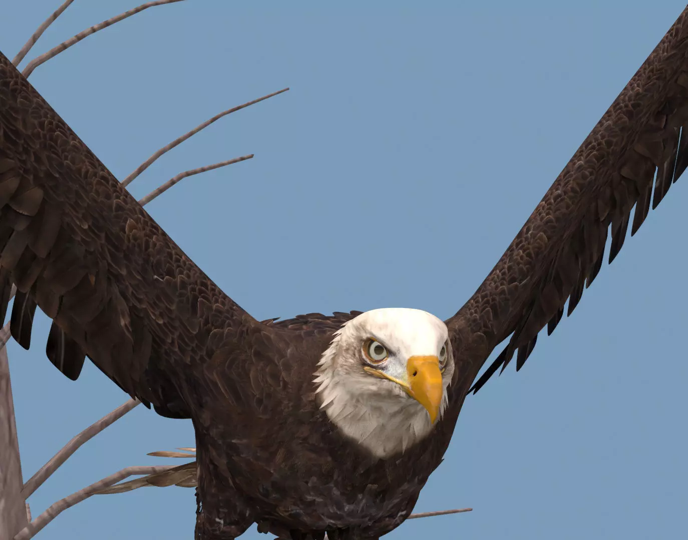 Pro Bald Eagle - 8k - 3d animated  3D model_7