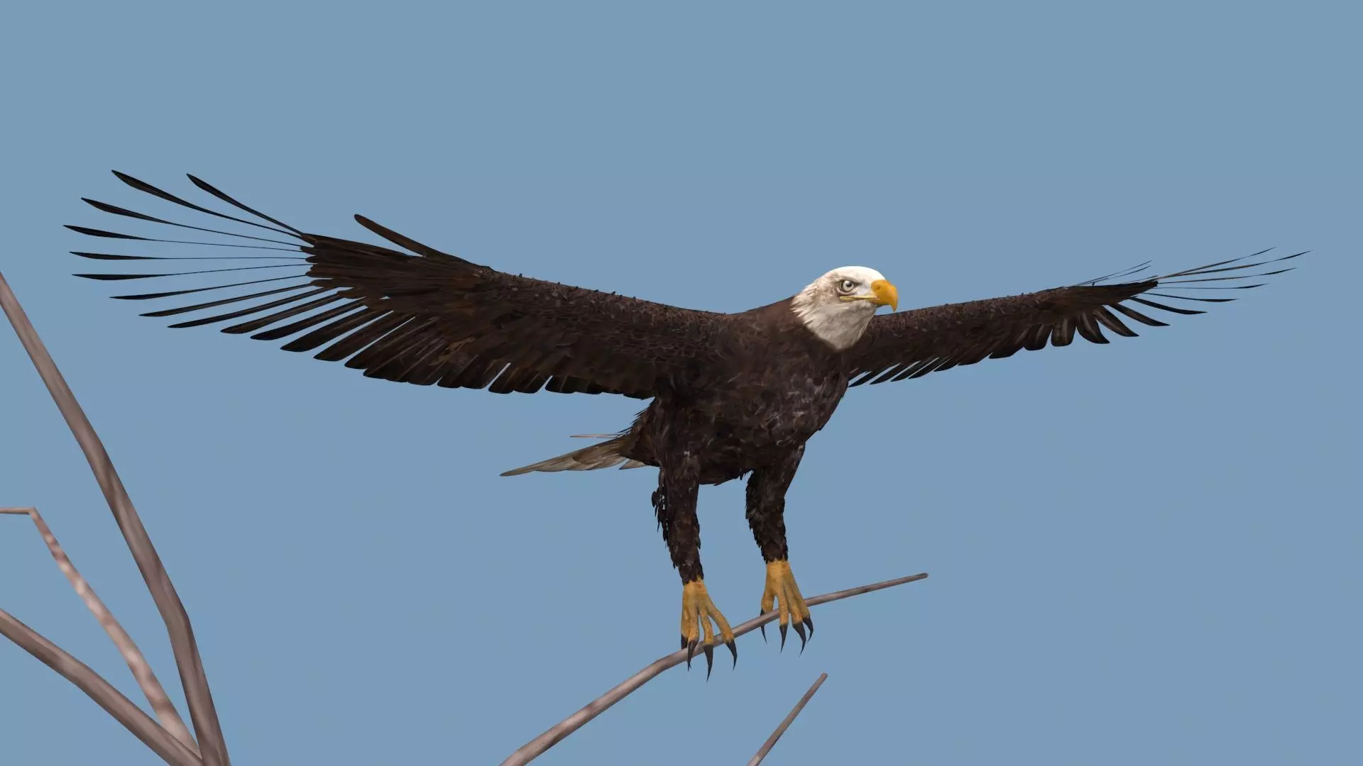 Pro Bald Eagle - 8k - 3d animated  3D model_9