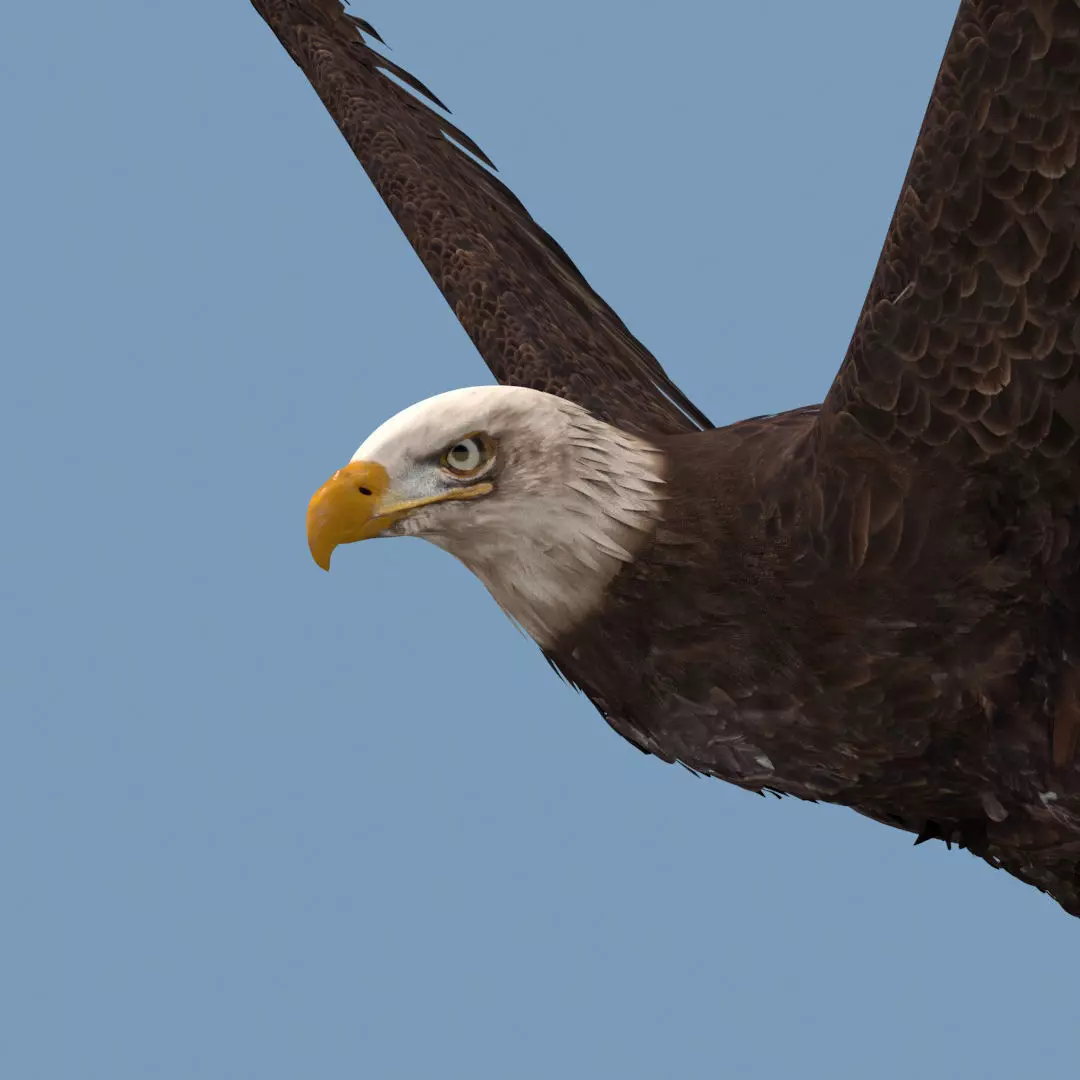 Pro Bald Eagle - 8k - 3d animated  3D model_5