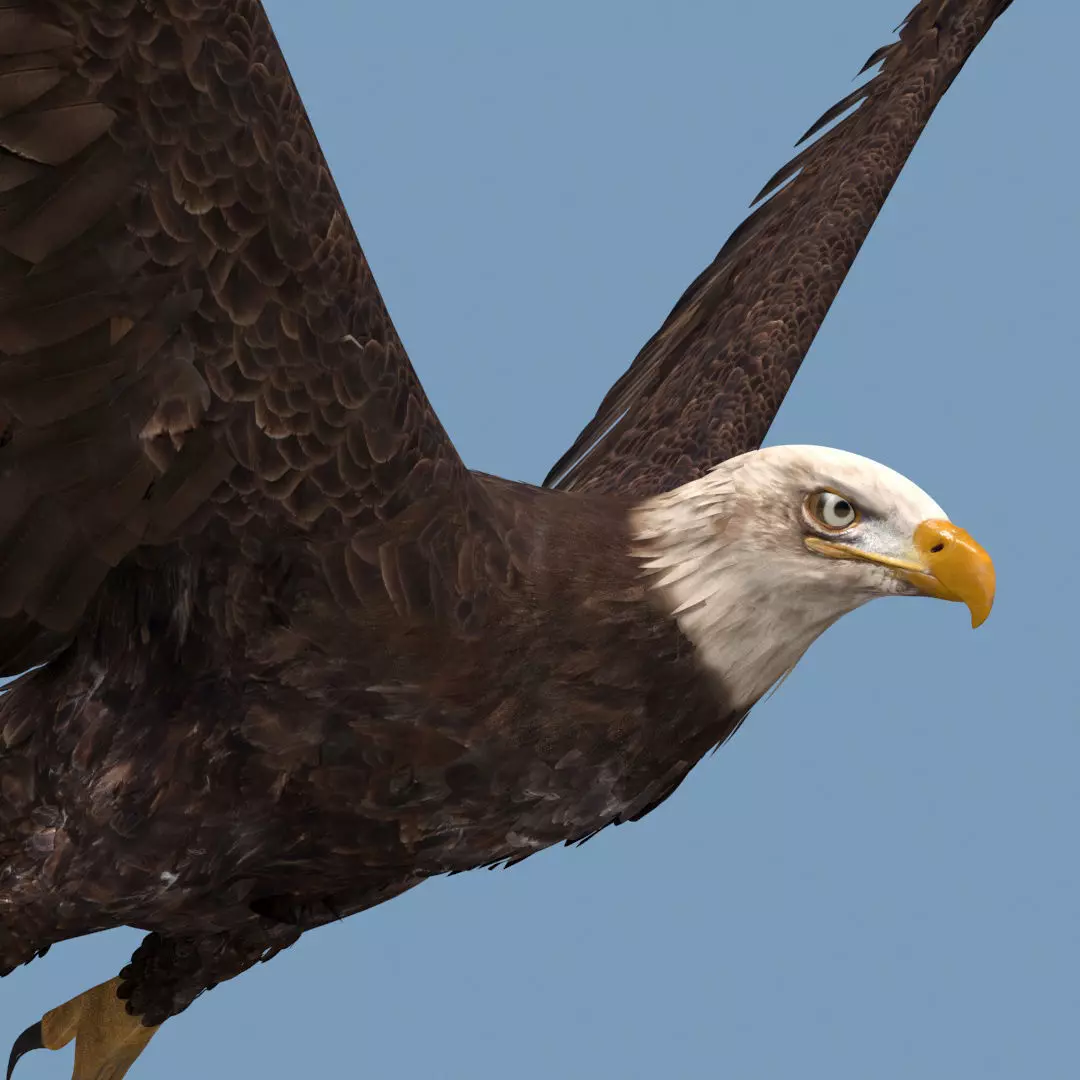 Pro Bald Eagle - 8k - 3d animated  3D model_6