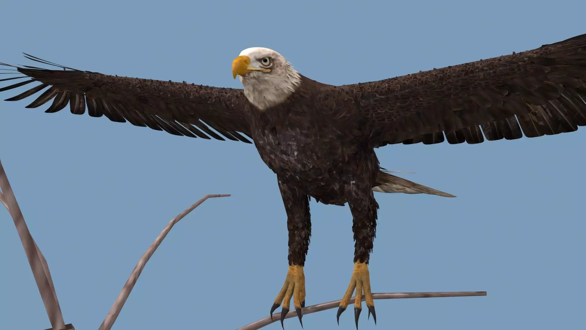 Pro Bald Eagle - 8k - 3d animated  3D model_12