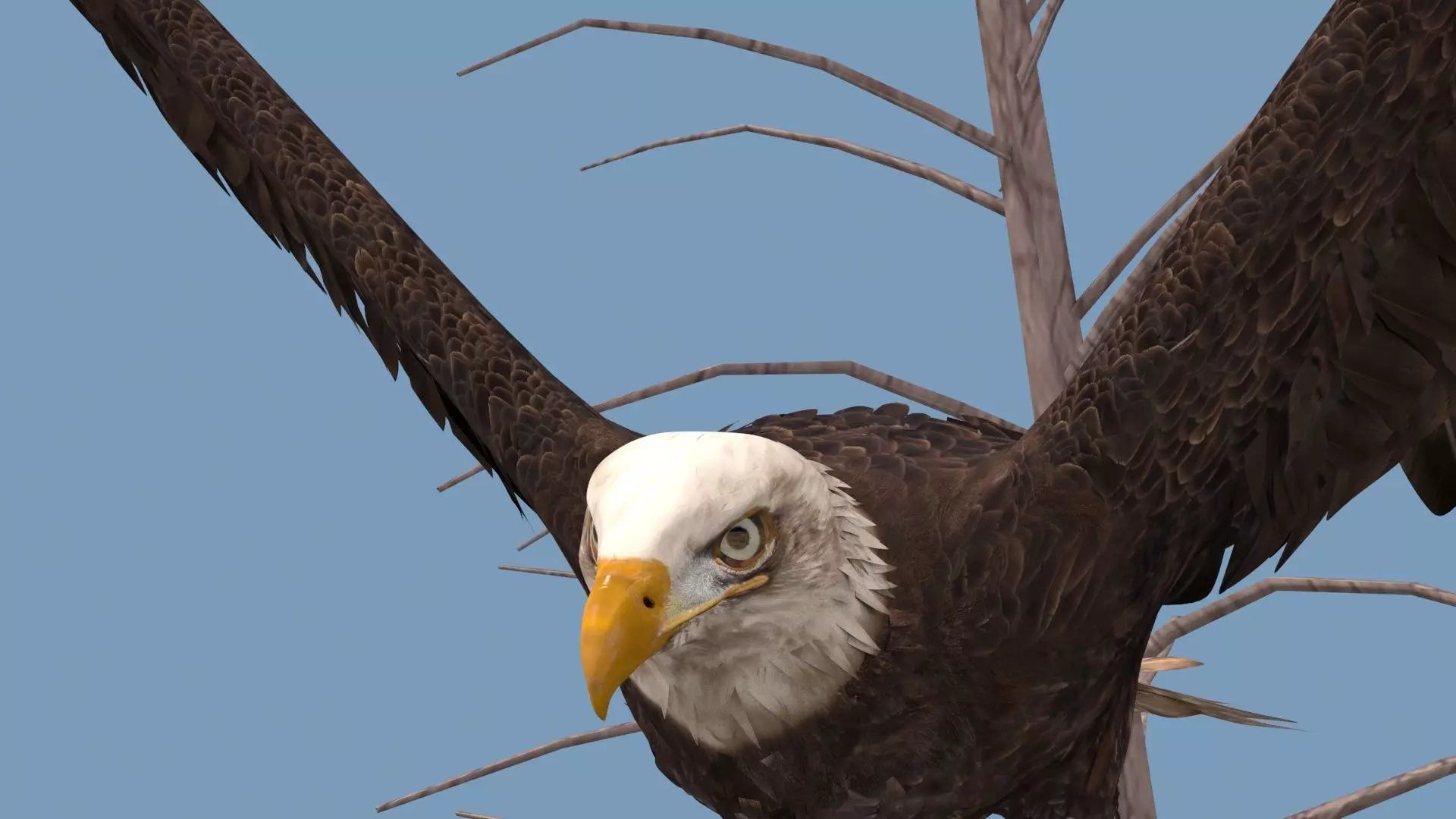 Pro Bald Eagle - 8k - 3d animated  3D model_24