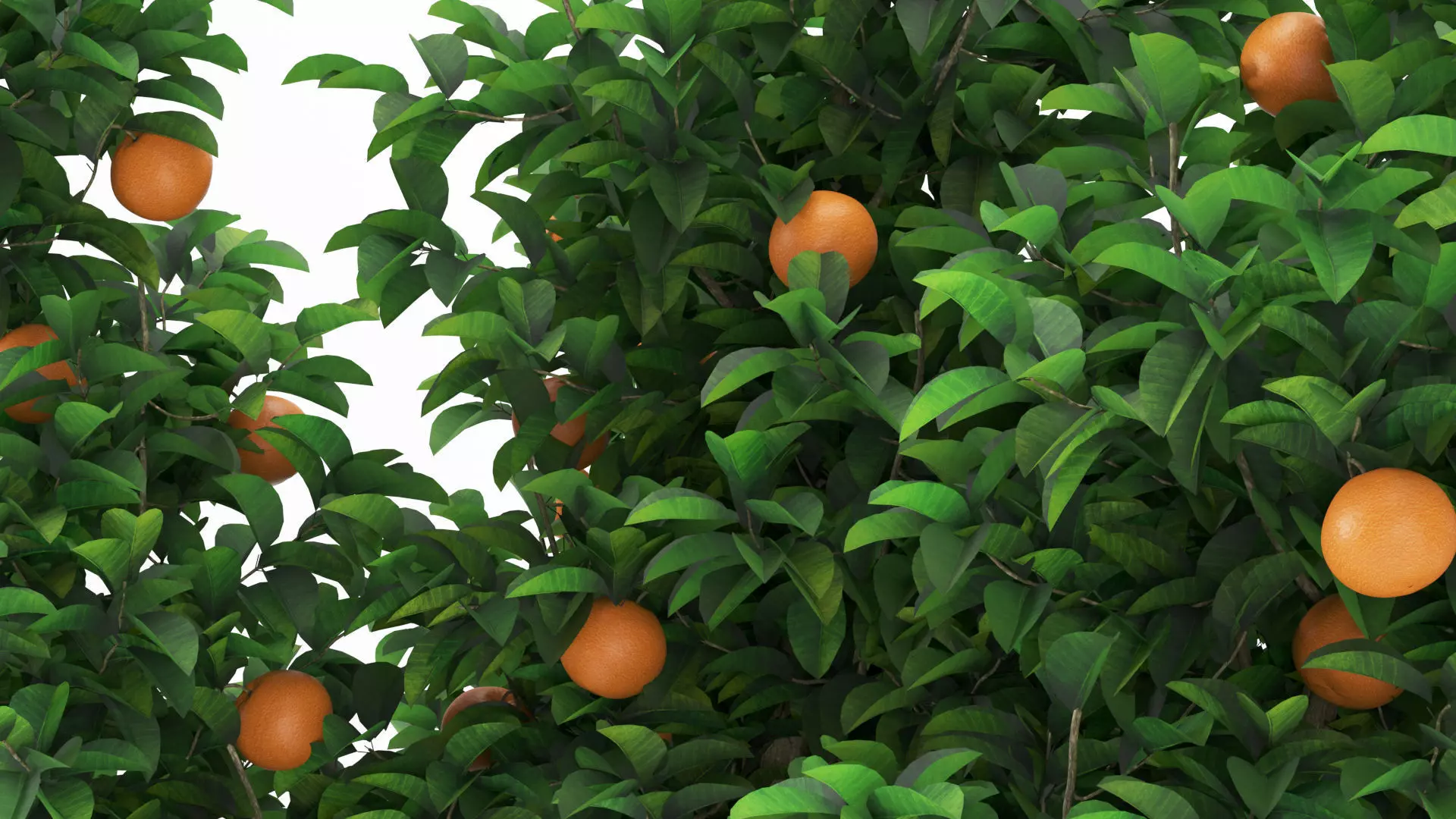 Potted Orange Trees Collection 3 Variants 3D model_6
