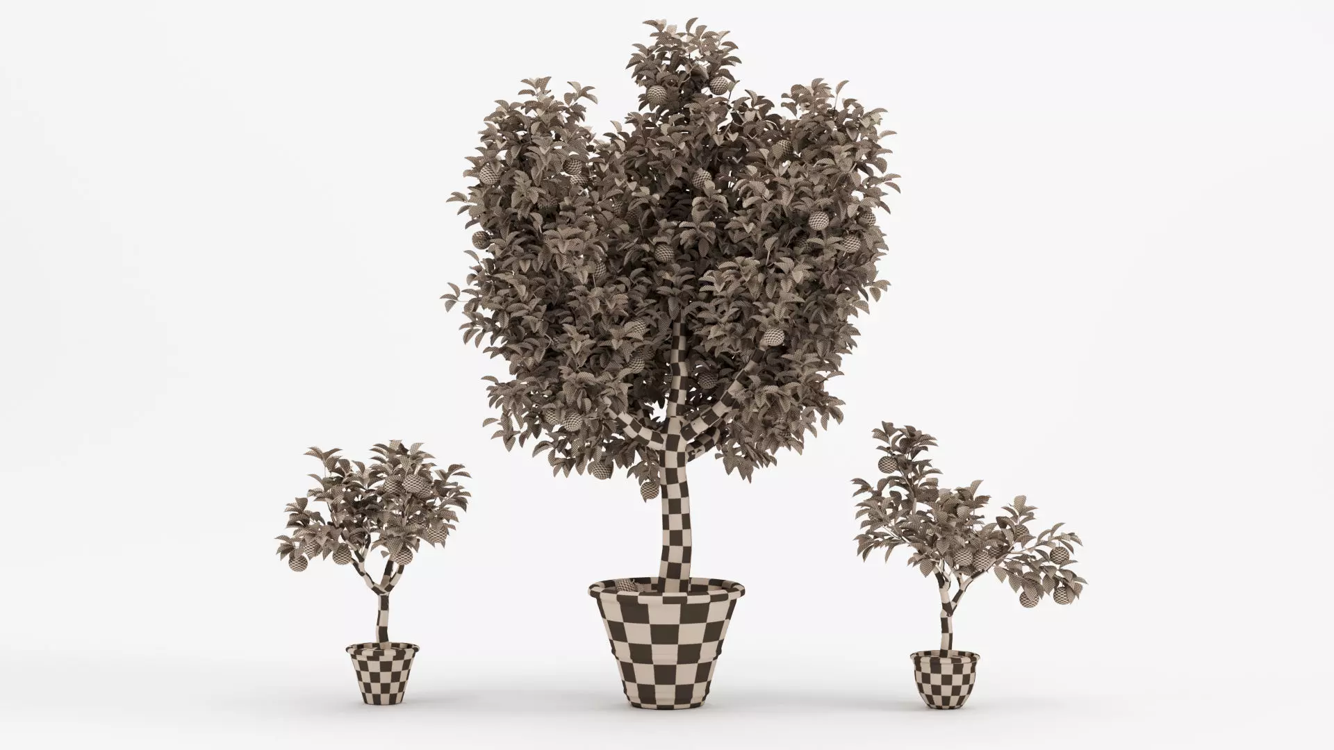 Potted Orange Trees Collection 3 Variants 3D model_7