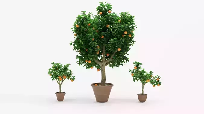 Potted Orange Trees Collection 3 Variants 3D model Potted Orange Trees Collection 3 Variants 3D model
