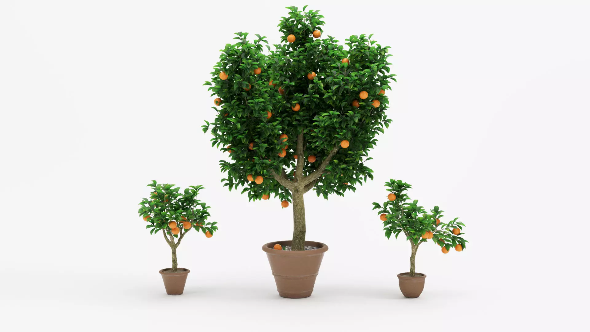 Potted Orange Trees Collection 3 Variants 3D model_0