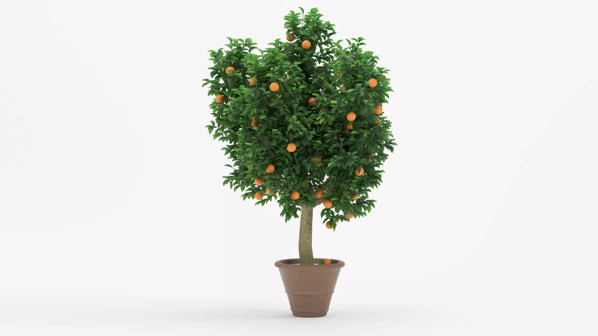 Potted Orange Trees Collection 3 Variants 3D model_3