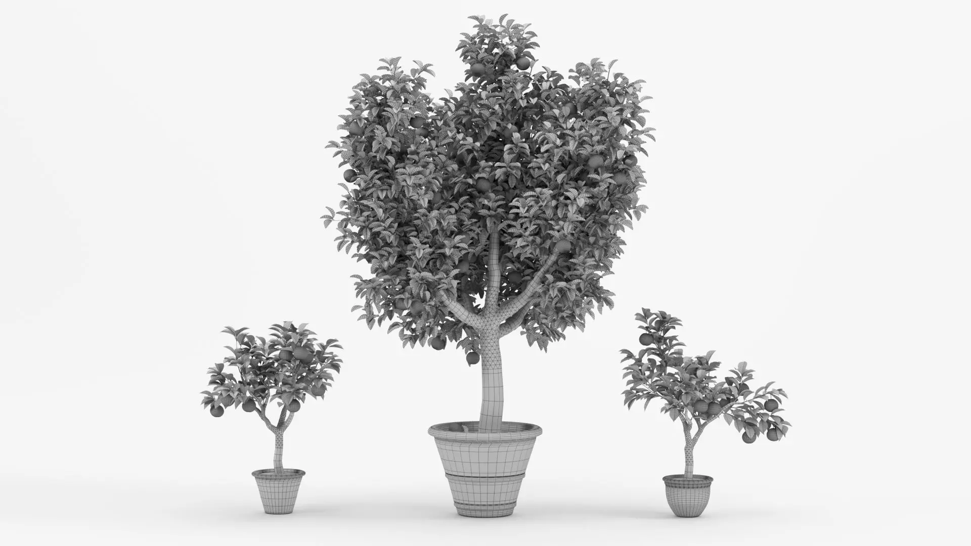 Potted Orange Trees Collection 3 Variants 3D model_8