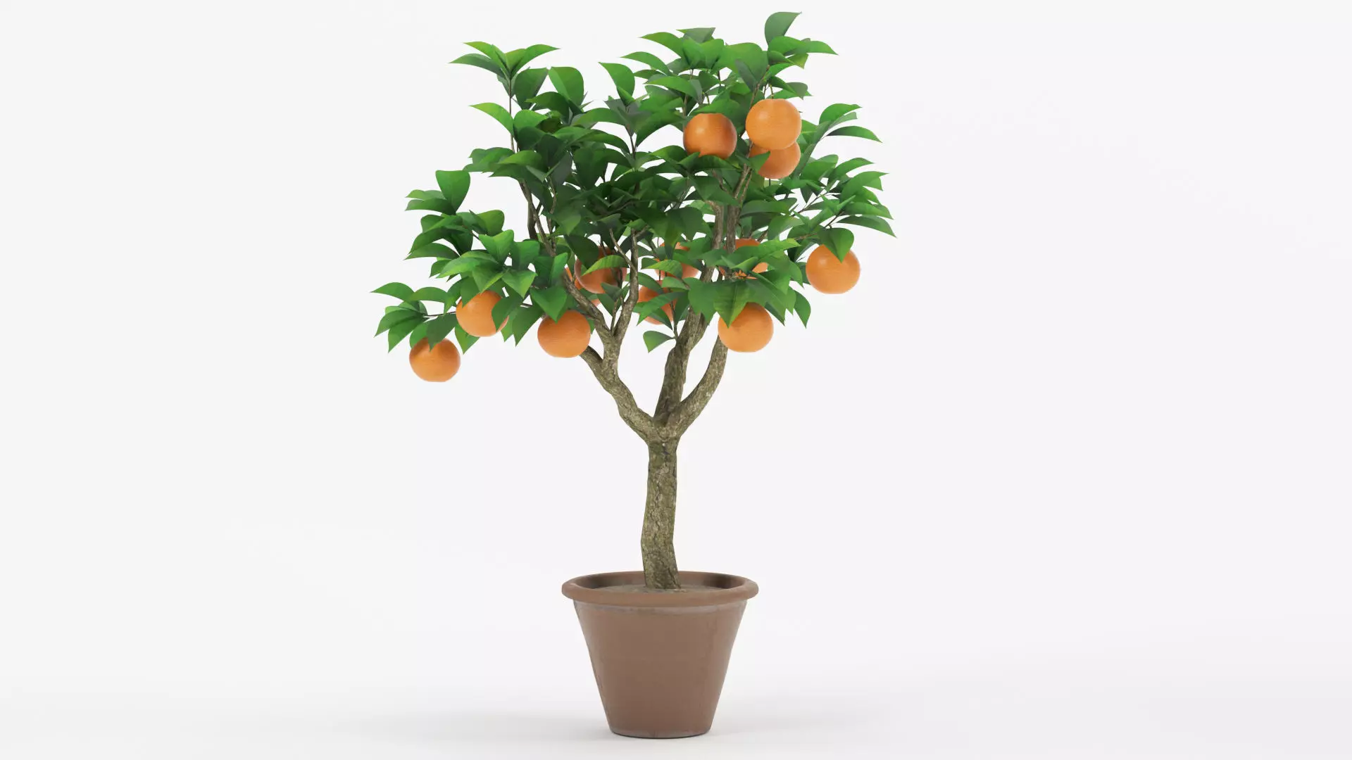 Potted Orange Trees Collection 3 Variants 3D model_5