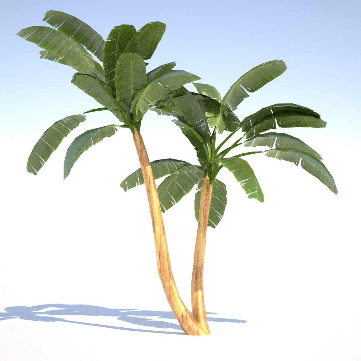 Banana Tree - 01 low poly Low-poly 3D model_3