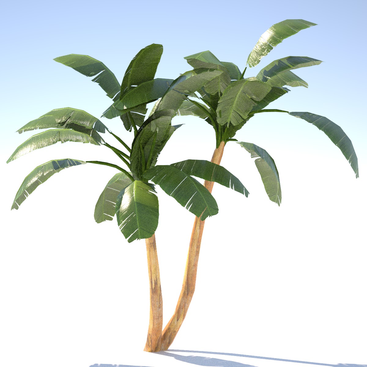 Banana Tree - 01 low poly Low-poly 3D model_2