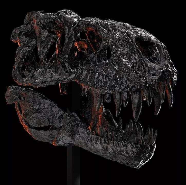 Tyrannosaurus Rex -Tristan Otto- Skull 3D print model_12