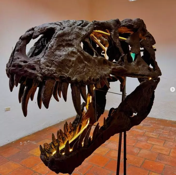 Tyrannosaurus Rex -Tristan Otto- Skull 3D print model_11