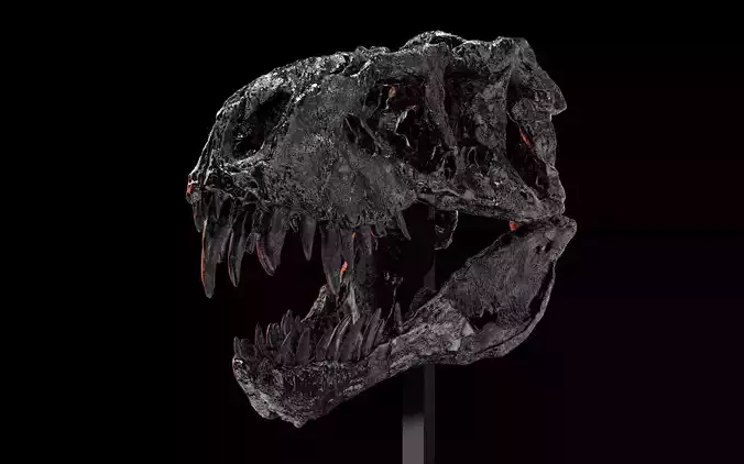 Tyrannosaurus Rex -Tristan Otto- Skull 3D print model Tyrannosaurus Rex -Tristan Otto- Skull 3D print model