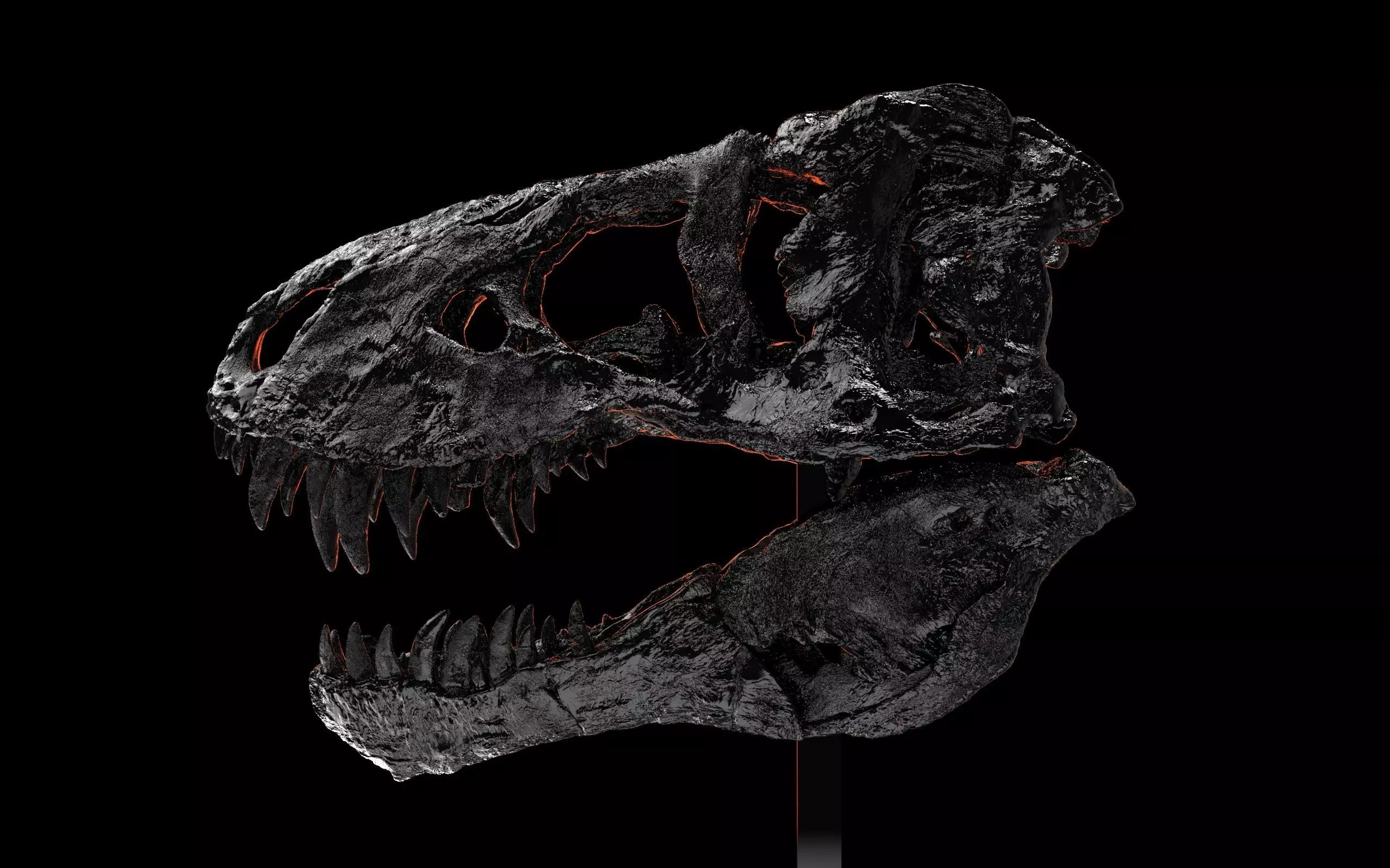 Tyrannosaurus Rex -Tristan Otto- Skull 3D print model_3