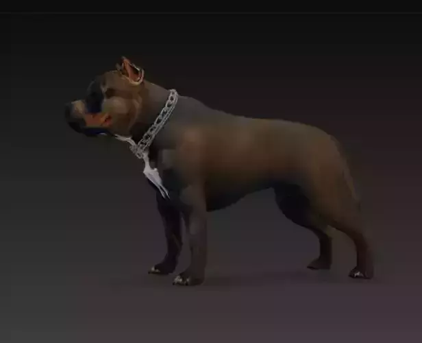 A muscular pitbull dog wearing a heavy chain collar