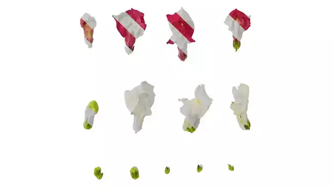 Anydrafts Antirrhinum majus Flower 07