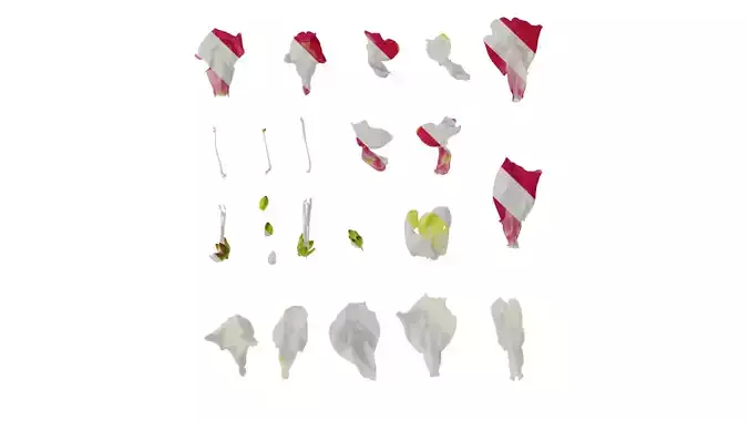 Anydrafts Antirrhinum majus Flower 08