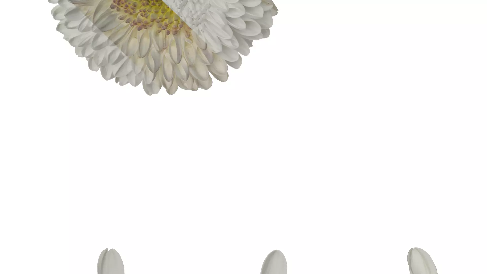 Anydrafts Bellis perennis Atlas 02 Texture_3