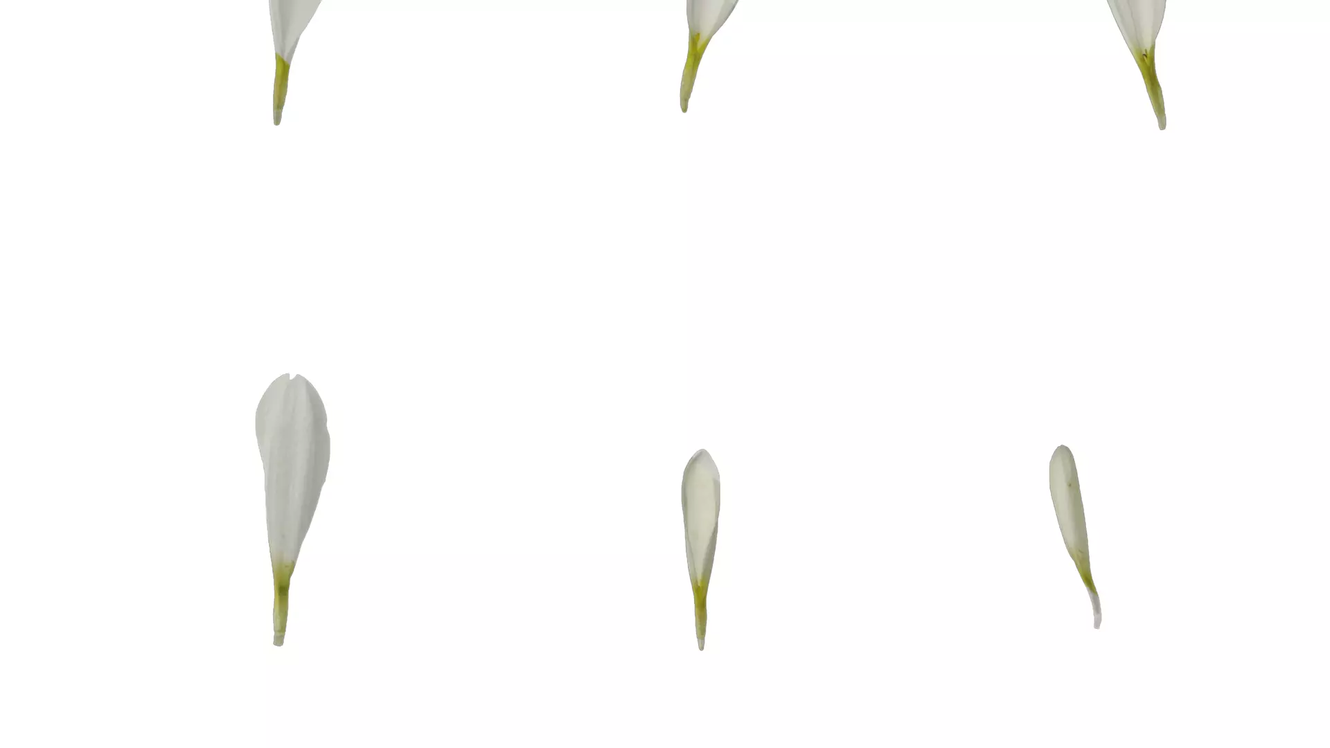 Anydrafts Bellis perennis Atlas 02 Texture_5