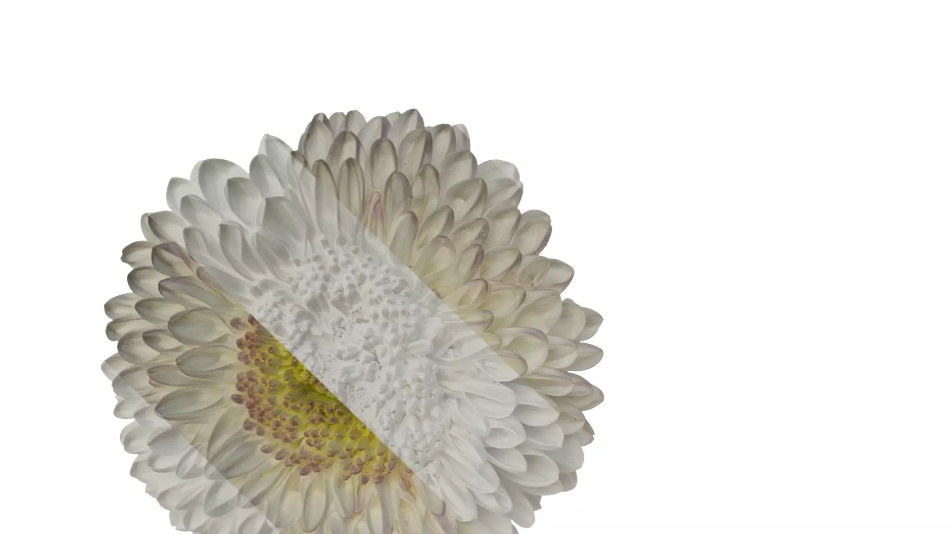 Anydrafts Bellis perennis Atlas 02 Texture_1