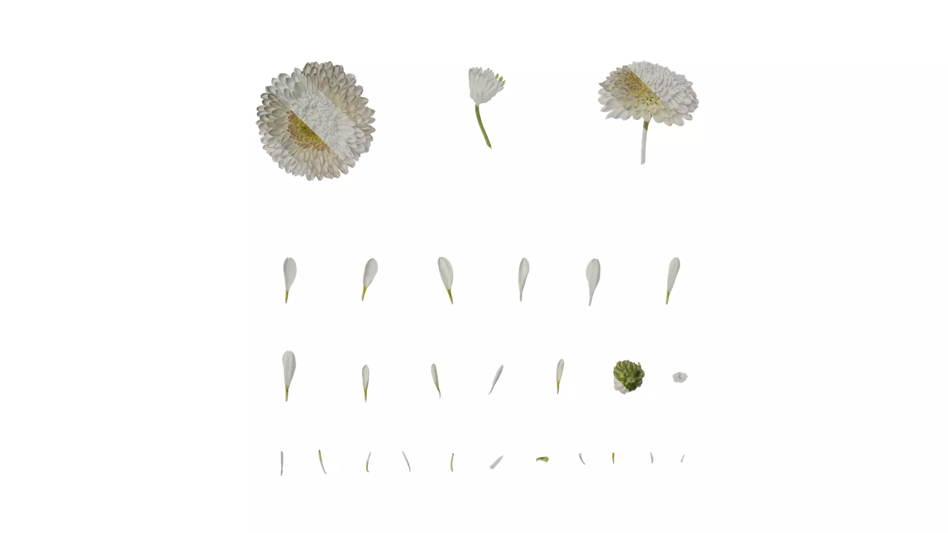 Anydrafts Bellis perennis Atlas 02 Texture_0