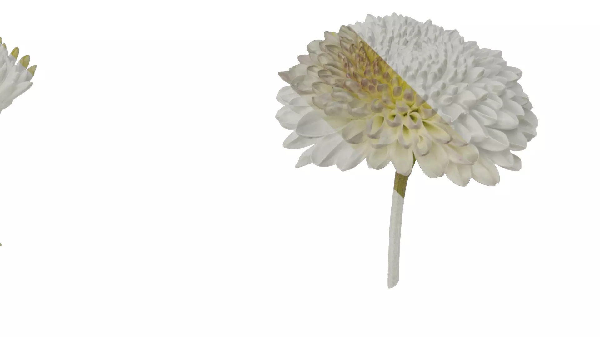 Anydrafts Bellis perennis Atlas 02 Texture_2