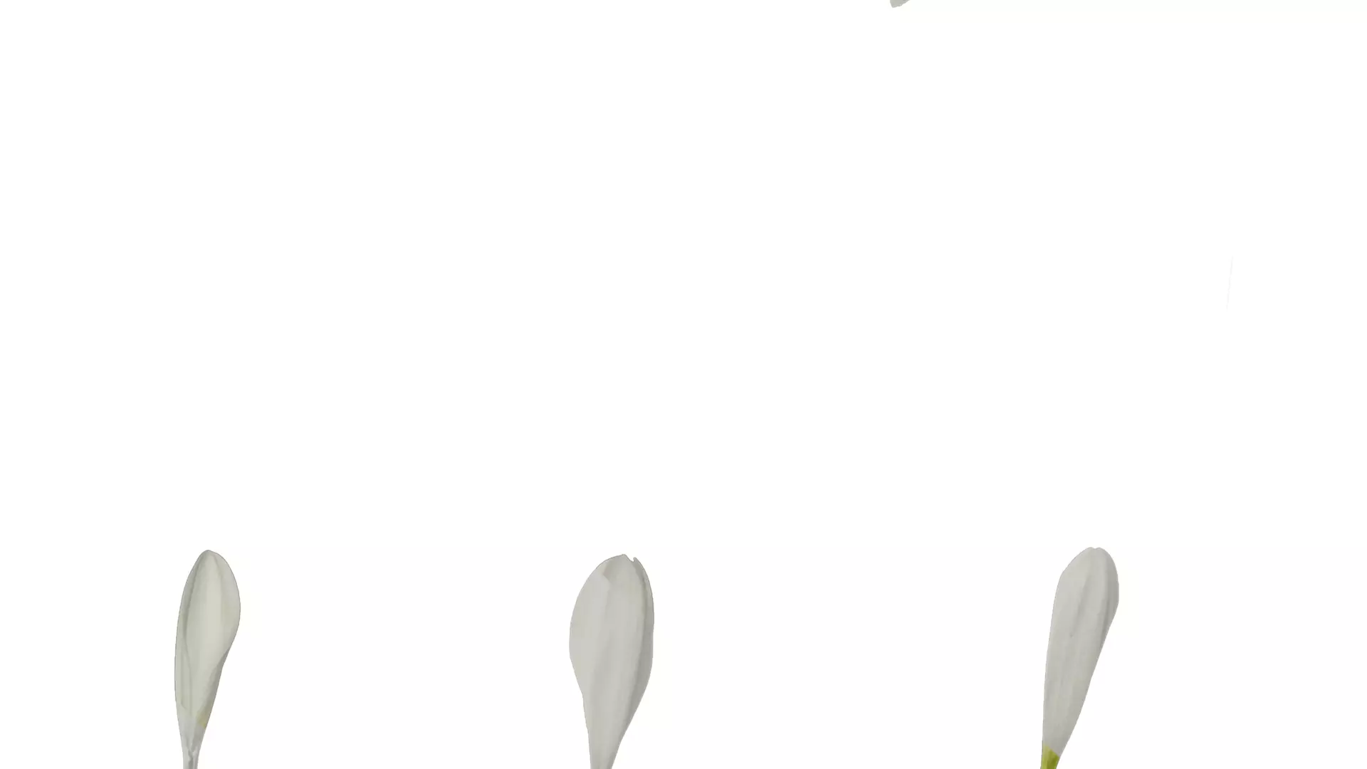 Anydrafts Bellis perennis Atlas 02 Texture_4