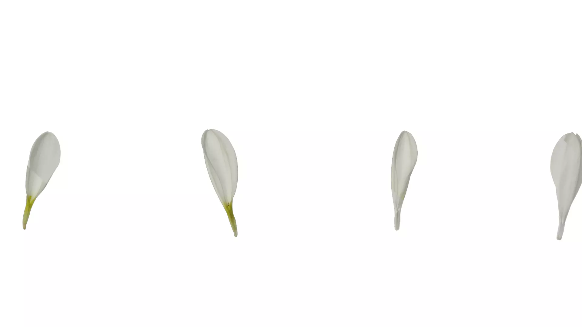 Anydrafts Bellis perennis Atlas 02 Texture_7