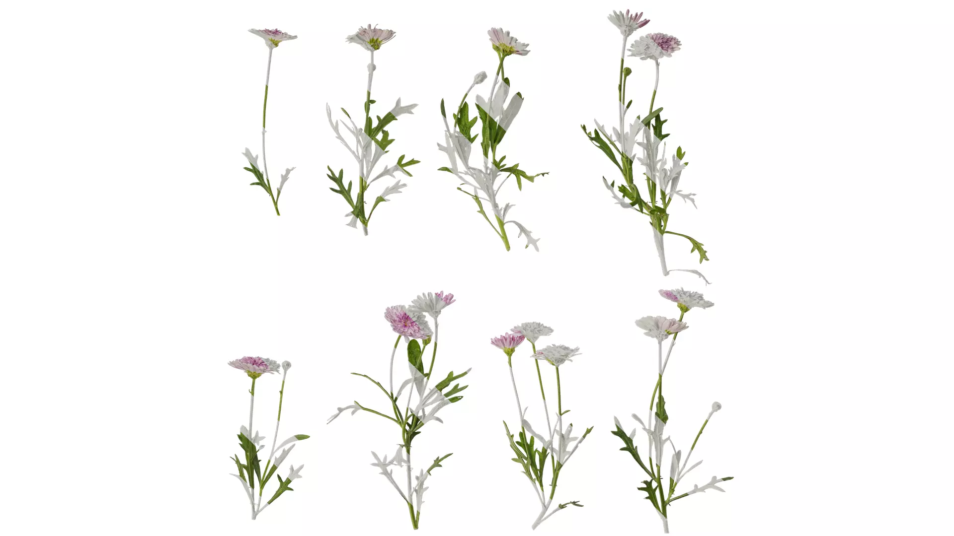 Anydrafts Bellis perennis Atlas 04 Texture