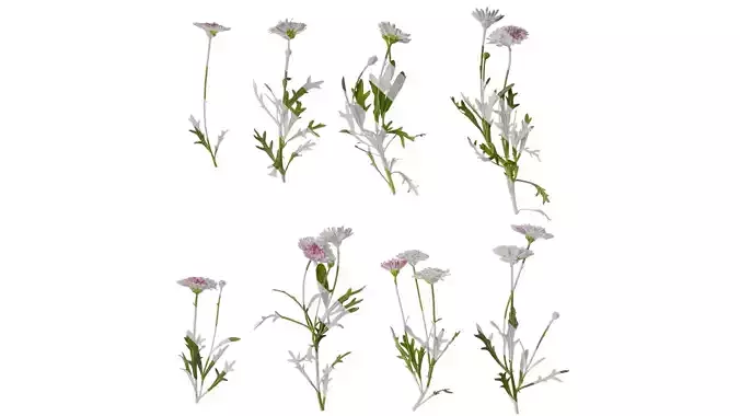 Anydrafts Bellis perennis Atlas 04