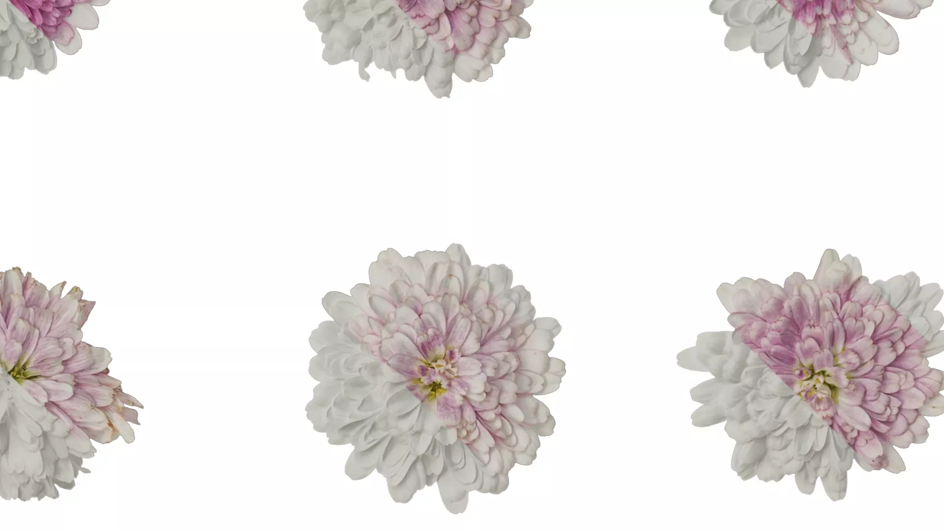 Anydrafts Bellis perennis Atlas 05 Texture_4