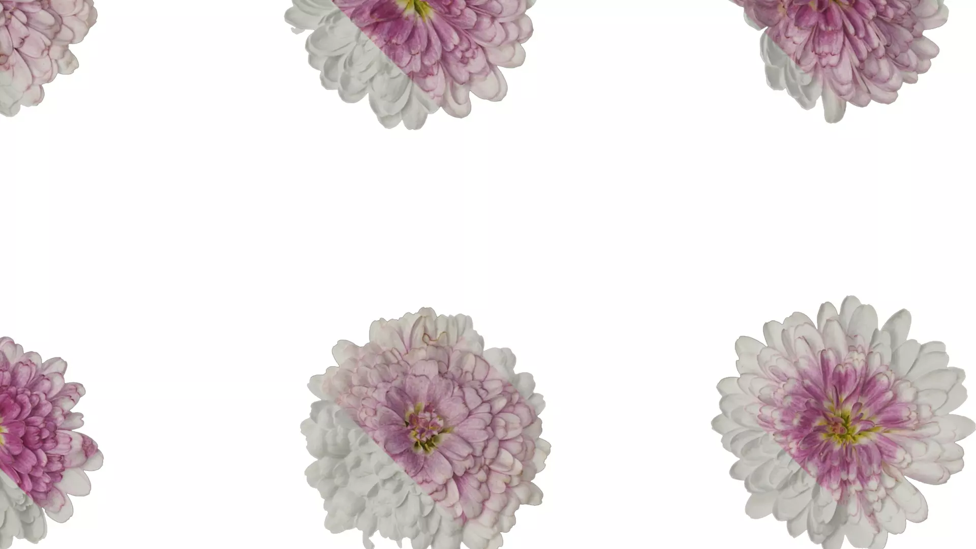 Anydrafts Bellis perennis Atlas 05 Texture_2
