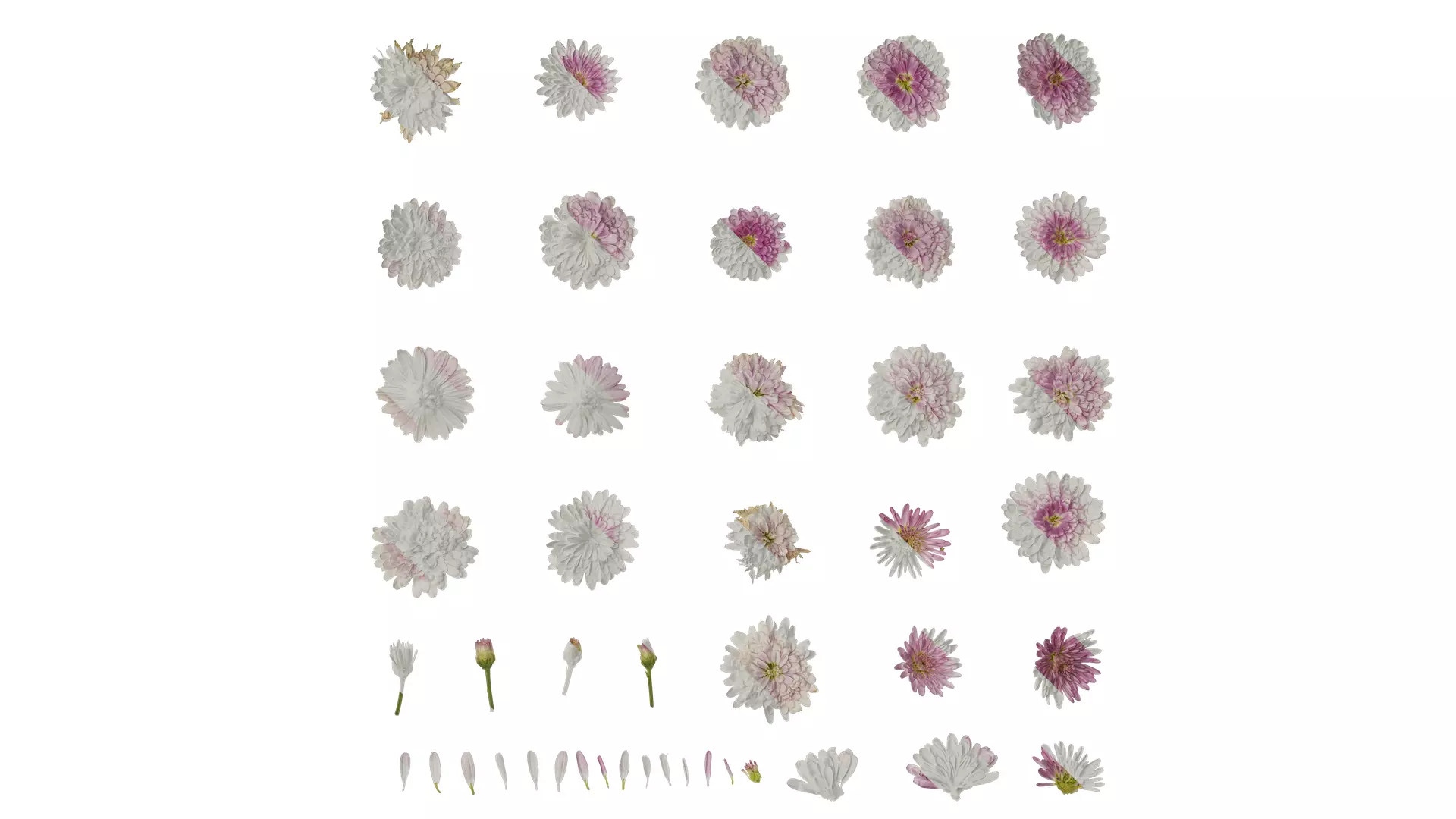 Anydrafts Bellis perennis Atlas 05 Texture_0
